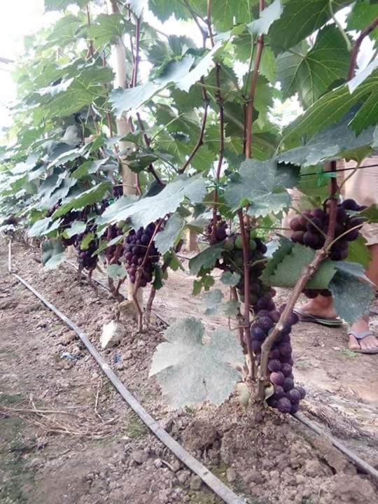 Hotel Shwe Nann Htike Pyin Oo Lwin Bagian luar foto